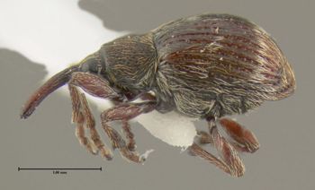 Media type: image;   Entomology 613526 Aspect: habitus lateral view